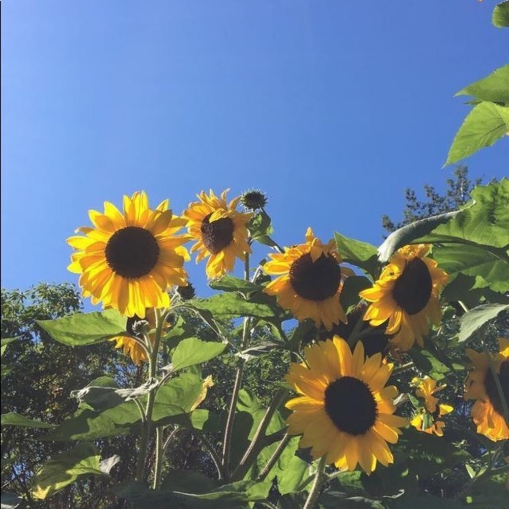 Meet your Posher, Yeraldin